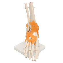 Ludzka stopa stawu skokowego więzadła szkielet anatomia medyczna Model Dropshipping tanie i dobre opinie CN (pochodzenie) Model szkieletu Nauki medyczne