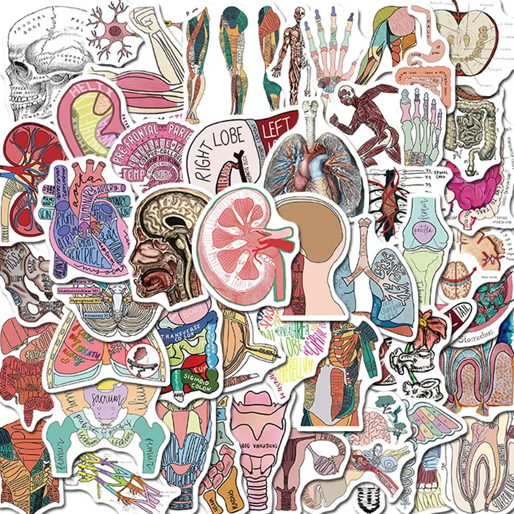 

10/25/50PCS Human Body Organ Anatomy Stickers Waterproof Decals for Water Bottle Laptop Luggage Phone Kids Toys
