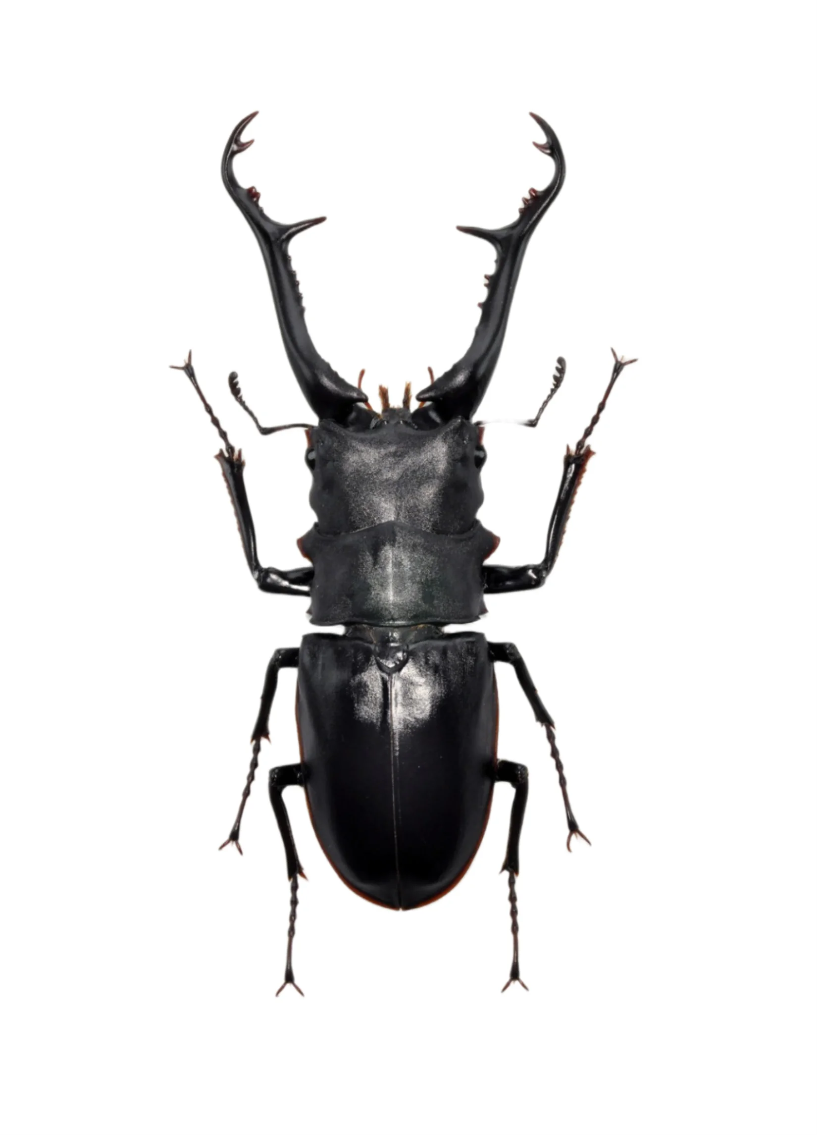 Muslimatgiraffa Insect Model P.Giraffa Animal Realistic Lucanidae Figure Fridge Magnet Collection Gk Decoration Gift Toy