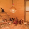 Veterinary Farm 220v Insulation Lampshade Brooding Chicks Heating Lamp Two-speed Temperature Adjustment Livestock Husbandry 6