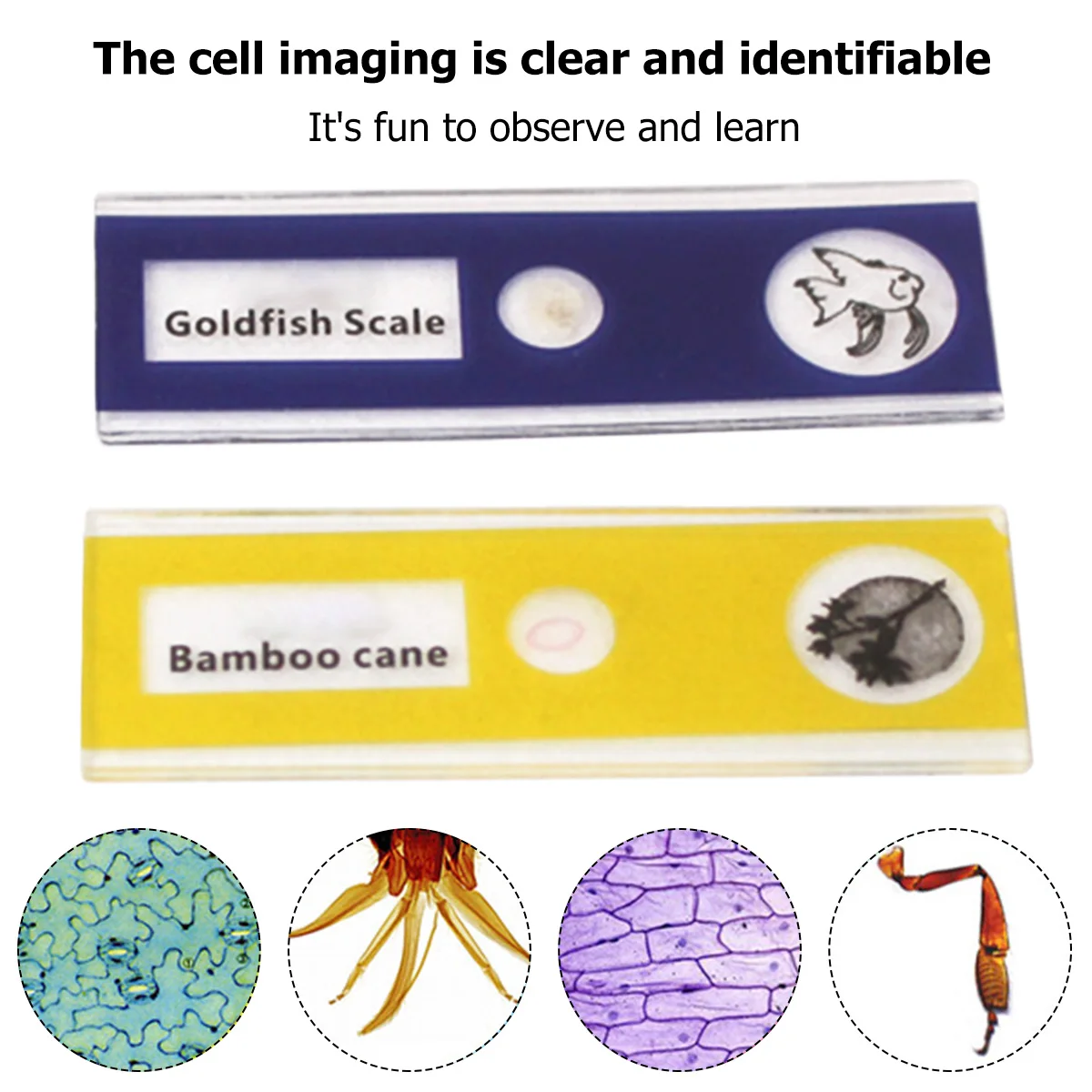 Educational Pocket Microscope for Kids with LED Light