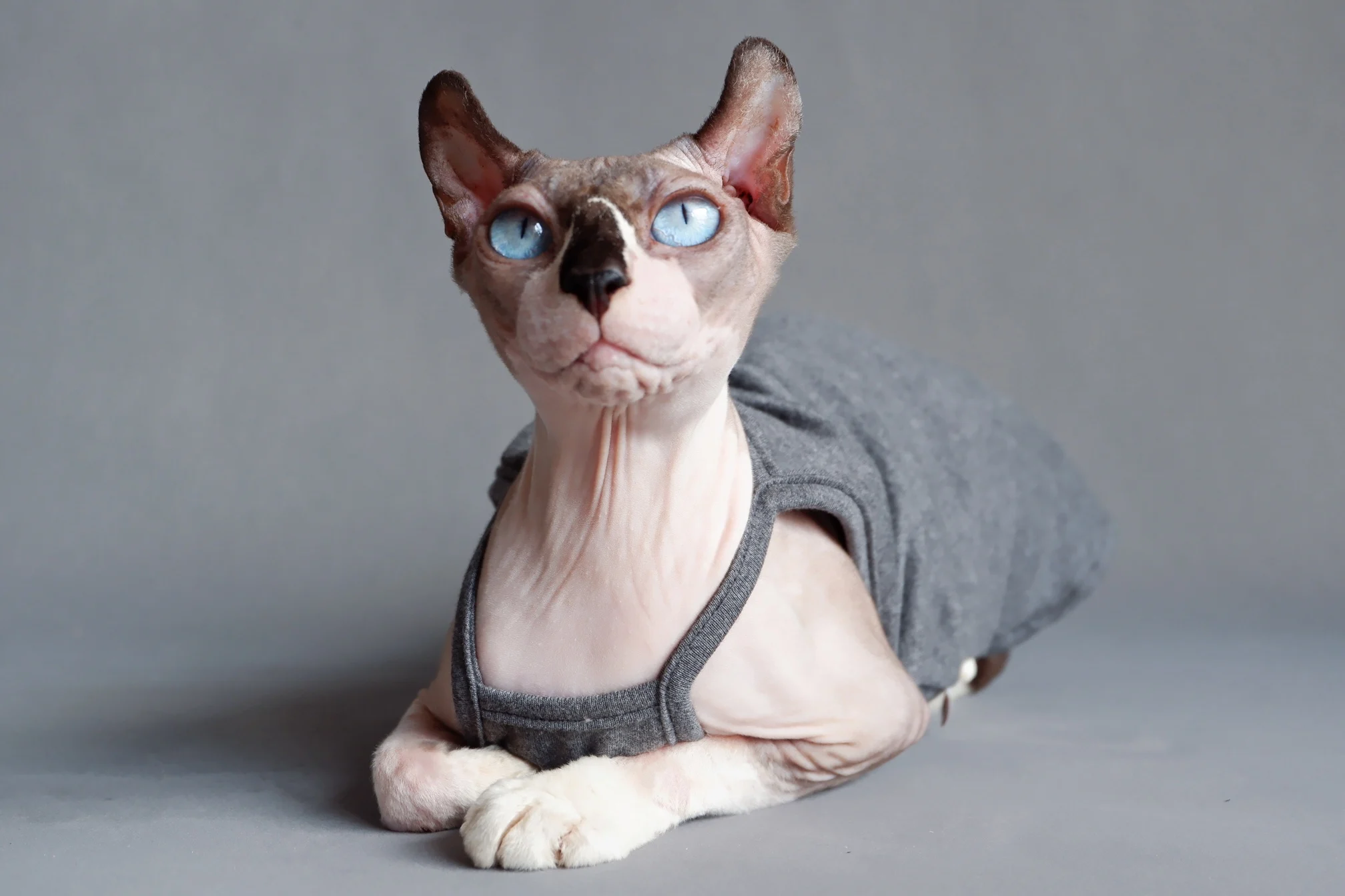 Luxury Cat Clothes  Designer Cat Clothes, Trendy Cat Clothes