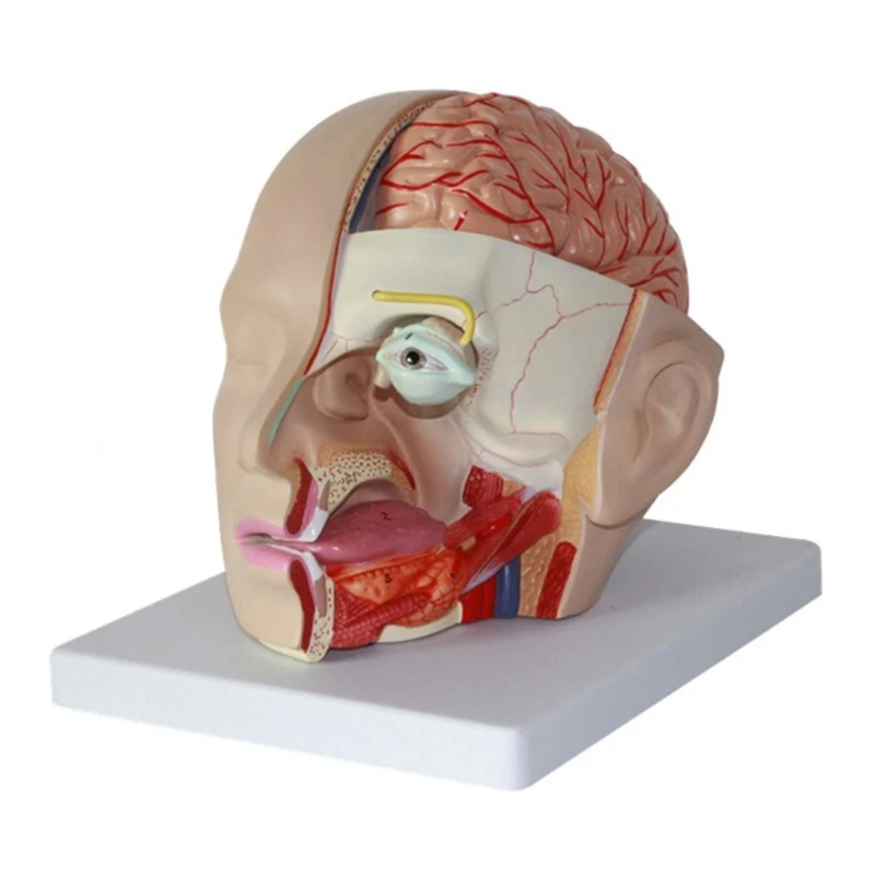 

Human Anatomy Model Cerebral Artery Model, Head Anatomical Model