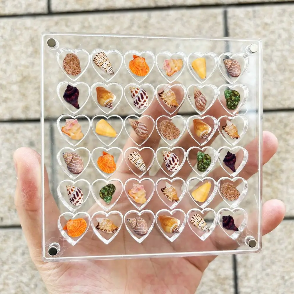Acrylic Magnetic Seashell Display Box 36/64Grids Circle & Heart Jewelry Display Cases Container With Lid Small 4