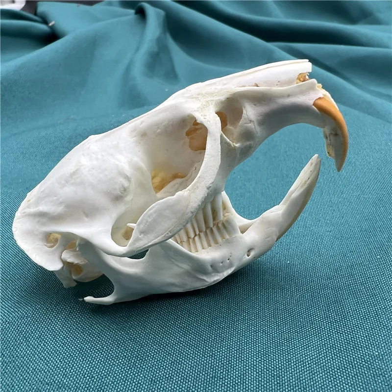 1/2/3/5/10 pcs animal skull real muskrat skull collection specimen crafts about 6-8cm Taxidermy 5
