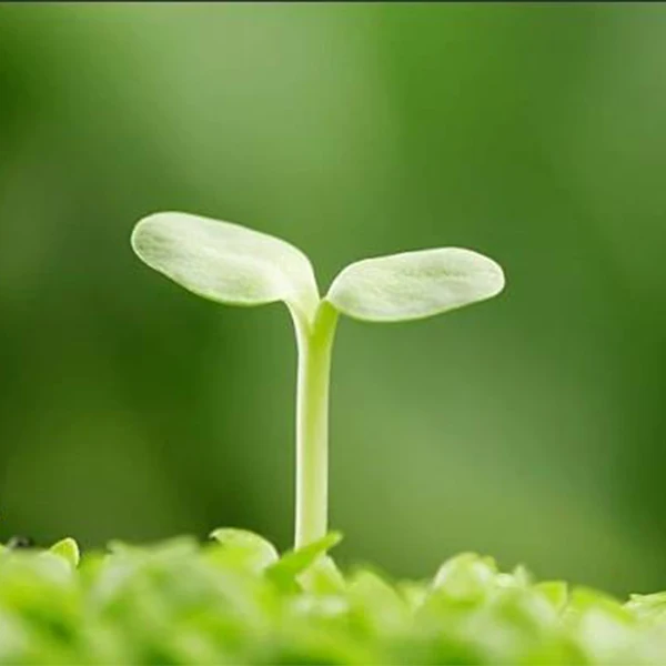 Somymore Smart Lamp Store