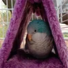 HOT Pet Bird Parrot Cages Warm Hammock Hut Tent Fashion Bed Hanging Cave for Sleeping and Hatching Cage Decoration 2