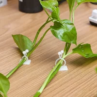 10/30/50pcs Home Garden Plant Climbing Wall Fixture Clips Rattan Vine Fixer Self-Adhesive Plant Climbing Wall Fixed Buckle Hook 3