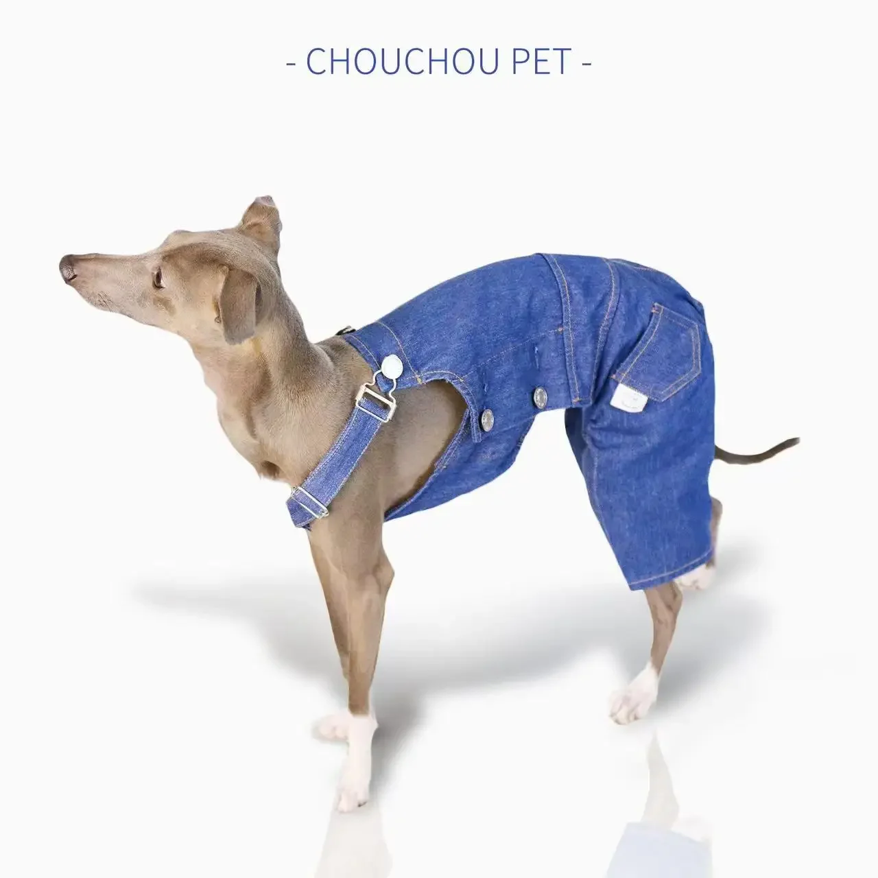 Kleding voor italiaanse windhond - België