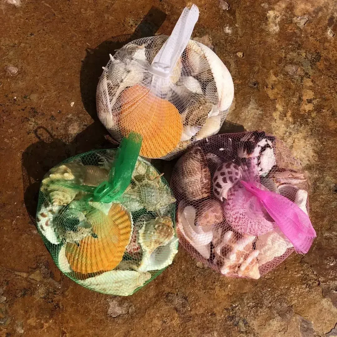 Shell Fish Tank Landscaping Small Conch Shell Handmade