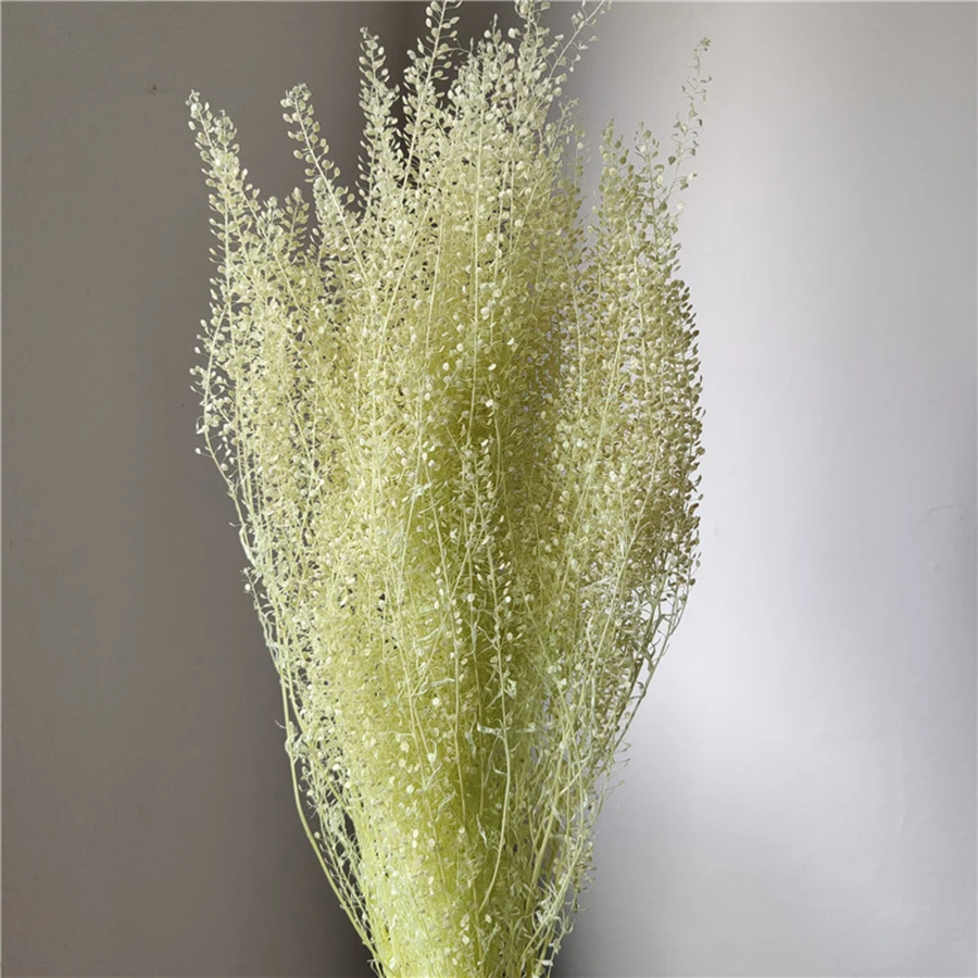 Wholesale Natural Preserved Green Bell Grass in Glass Cover