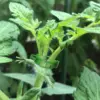 Plant Support Clips - Tomato Clips for String Trellis, Grape Vine Clips for Garden Climbing Plants Bundled Buckle Ring 4