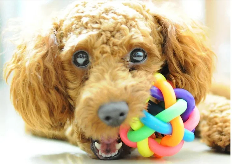 

Pet colorful bell ball woven rubber ball, bite resistant dog toy cat toy ball