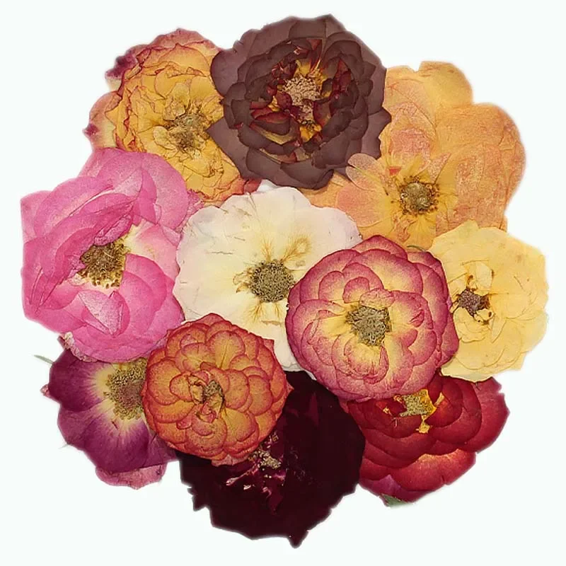 3-4CM-12PCS-Real-Dried-Natural-Pressed-Bubble-Roses-Flowers-Heads-Dry ...