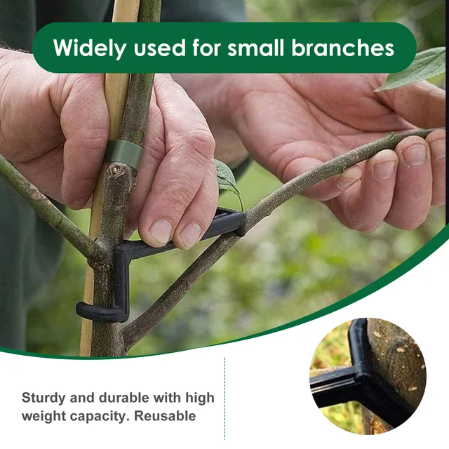 30 Darabos Kerti Gyümölcsfa Ág Végtag -Terjedője Az Erősen Elterjedő Lábszögekhez Ágak - Image 5