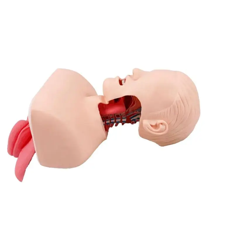 고급 인간 기관 삽관 훈련 모델, 기관 내 삽관 모델, 인간 삽관 기술 훈련 모델