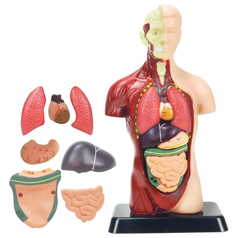 

Модель человеческого тела для детей, 11 дюймов, пластмассовая, 8 шт., съемная анатомическая кукла с сердцем и органы