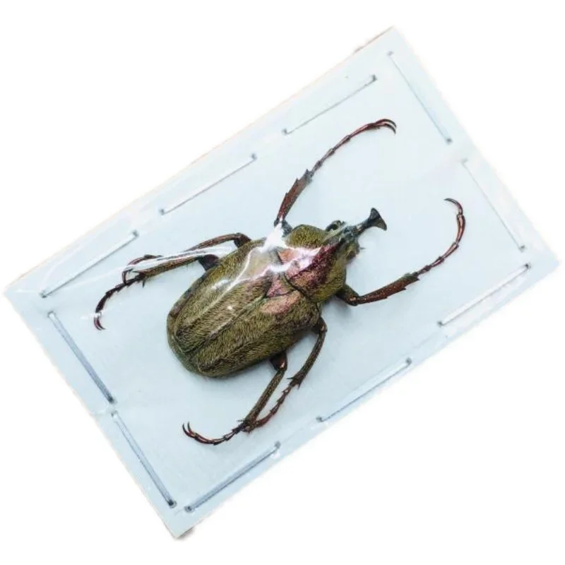 A/Real Insect Specimens Multiple Varieties of Wet Insects with Endless Pose Children's Gifts Student Popular Science Teaching 5