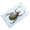A/Real Insect Specimens Multiple Varieties of Wet Insects with Endless Pose Children's Gifts Student Popular Science Teaching 5