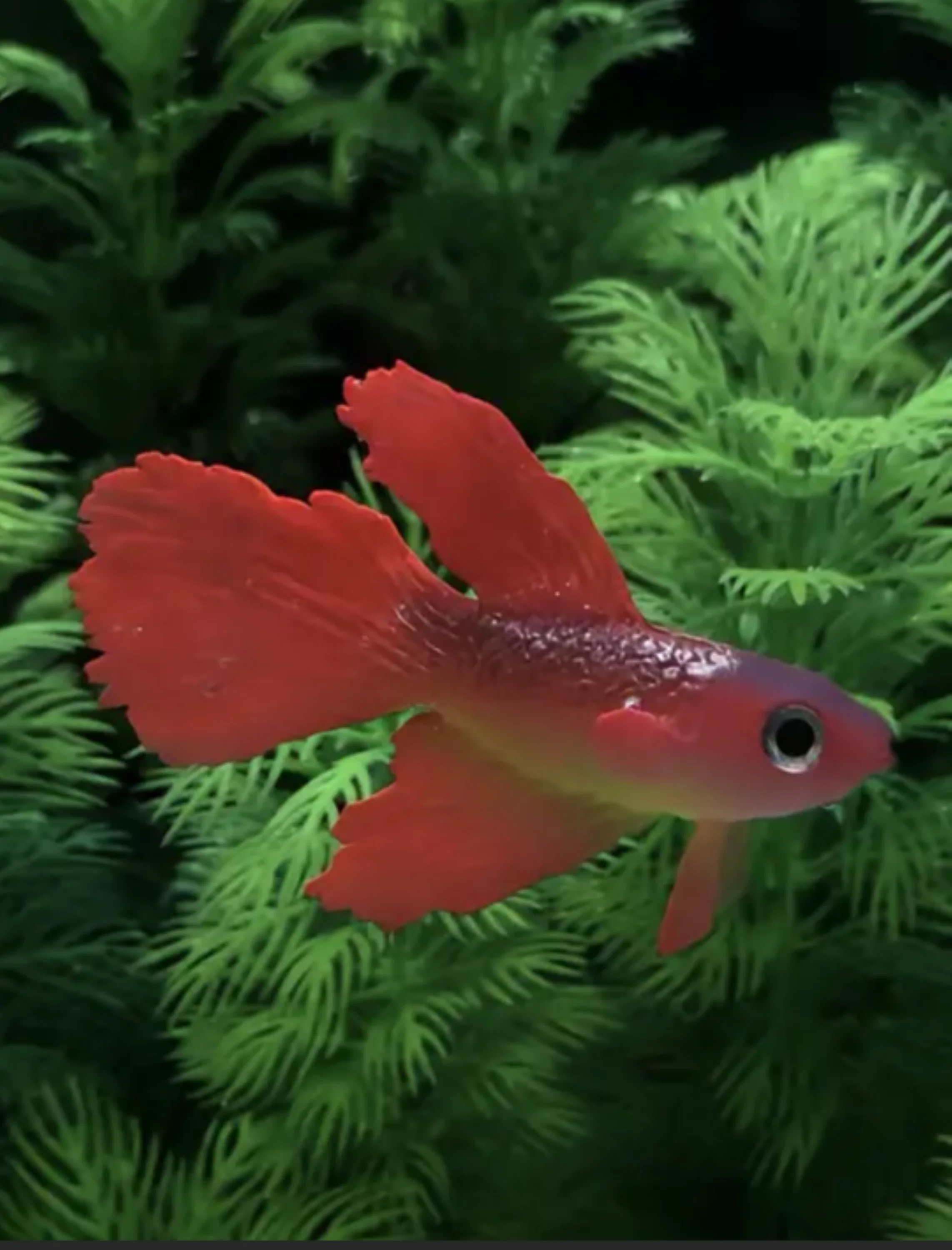 1pcs Set of Lifelike Goldfish Decorations with Suction Cups-Silicone, Odorless Aquarium Ornaments for Fish Tank Landscaping