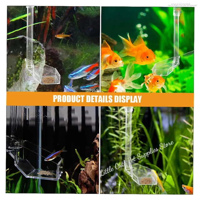 Fish Feeding Trays for Small Fish: Ultimate Guide to Easy Feeding