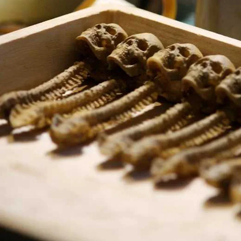 Human Skeleton Full 118 Scale Miniature Size for Horror Diorama