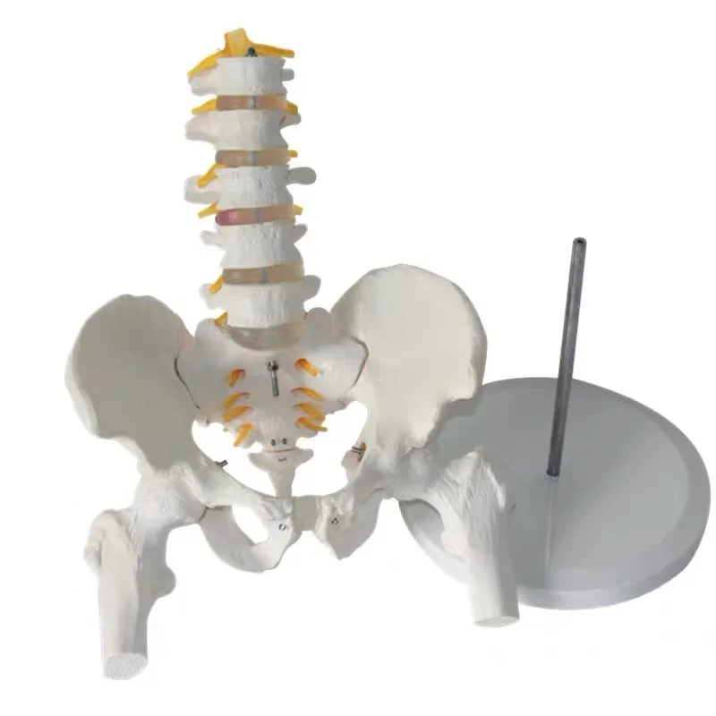 

5-Segment Lumbar Vertebrae With Pelvic Leg Bone Nerves Anatomical PVC Bone Model Human Body Teaching Display Equipment Aids