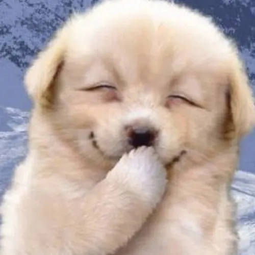 

5D алмазная живопись с собакой, сделай сам, искусство, полная Алмазная мозаика, вышивка, Декор, алмазная живопись, наборы для вышивки крестиком, животные