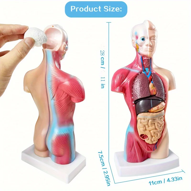 Detachable Human Organ Model 4