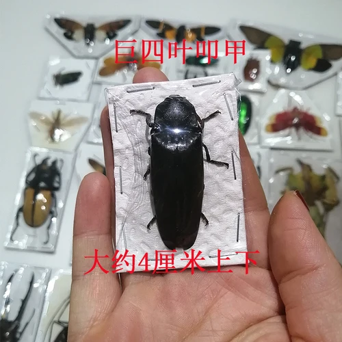 Real Insect Specimen Individually Packed Golden Tortoise Mantis Longhorned Beetle Specimen Stag Teaching Beetle 