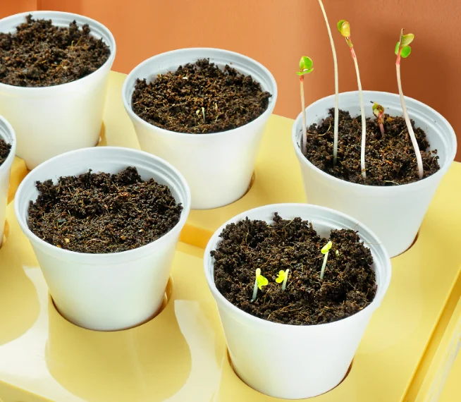 Activity Plant Children'S Planting Homework Experience The Fun