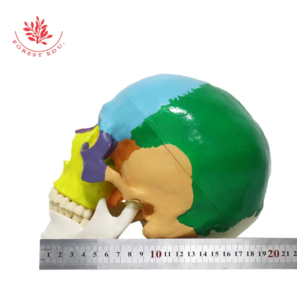 Skull Model FRT021 Colored 3 Replaceable Teeth The Art of Plastic PVC Medical Science Human Anatomy Model