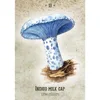 10.4*7.3cm Mushroom Spirit Oracle Cards 36 Pcs Hand-drawn Images of Mushrooms From All Over The World 3