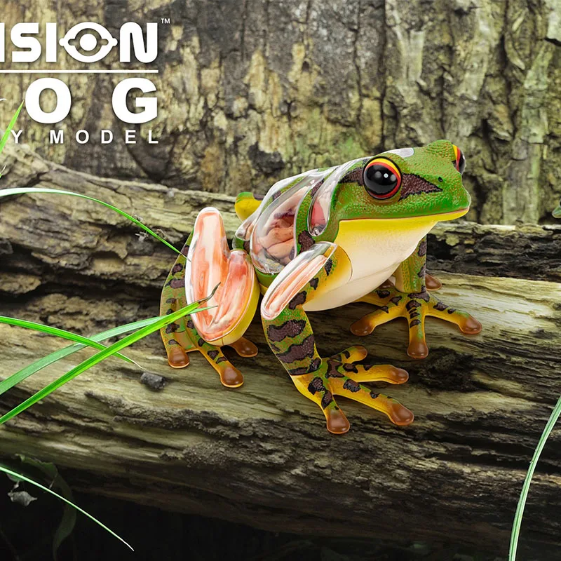 4d-frog-anatomy-model-simulation-animal-insects-model-pvc-assembling-toy-teaching-material-kid-gift