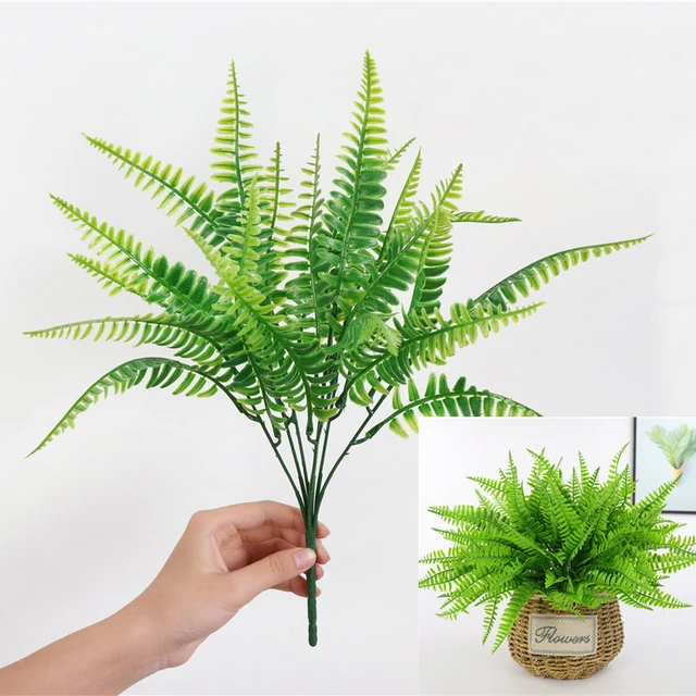 fern