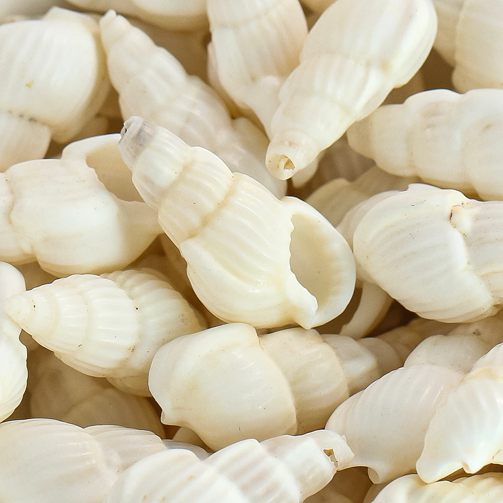 700 Conchiglie Bianche Naturali Per Decorazioni Fai Da Te - 1,1-2 Cm