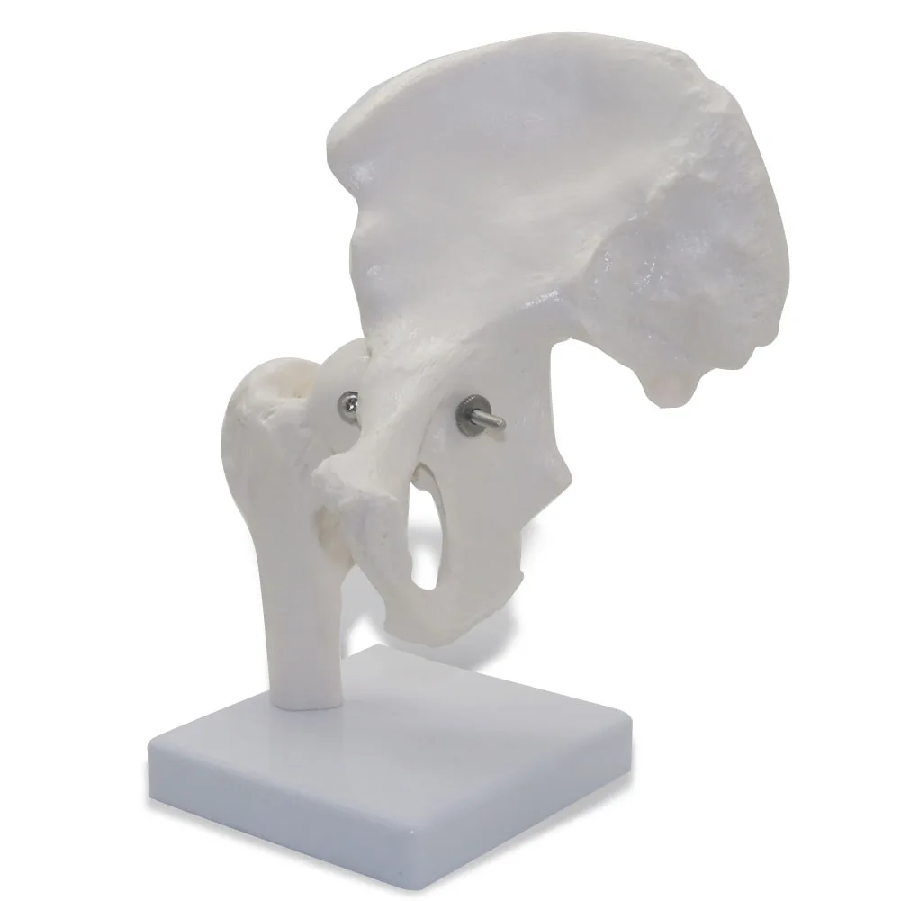 

Модель Hip Joint, используемая для медицинского обучения, оборудование для человеческого тела, медицинское обучающее оборудование, обучающее оборудование для студенческих школ