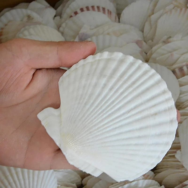 10 個の白い貝殻天然スカラップ貝殻 DIY 工芸品創造性家族や学校の芸術装飾品