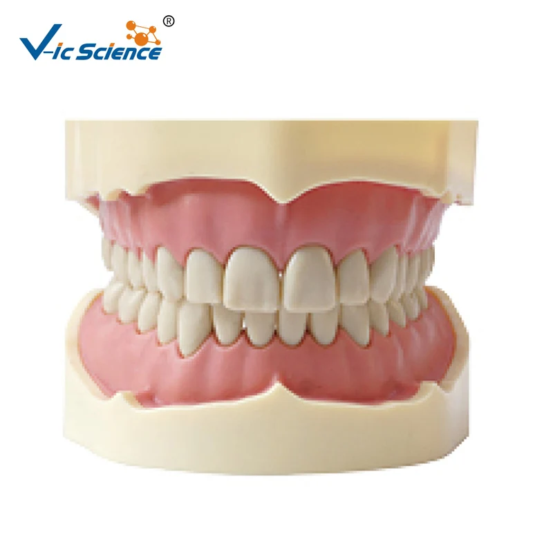 dental-teeth-anatomy-study-teaching-anatomy-model