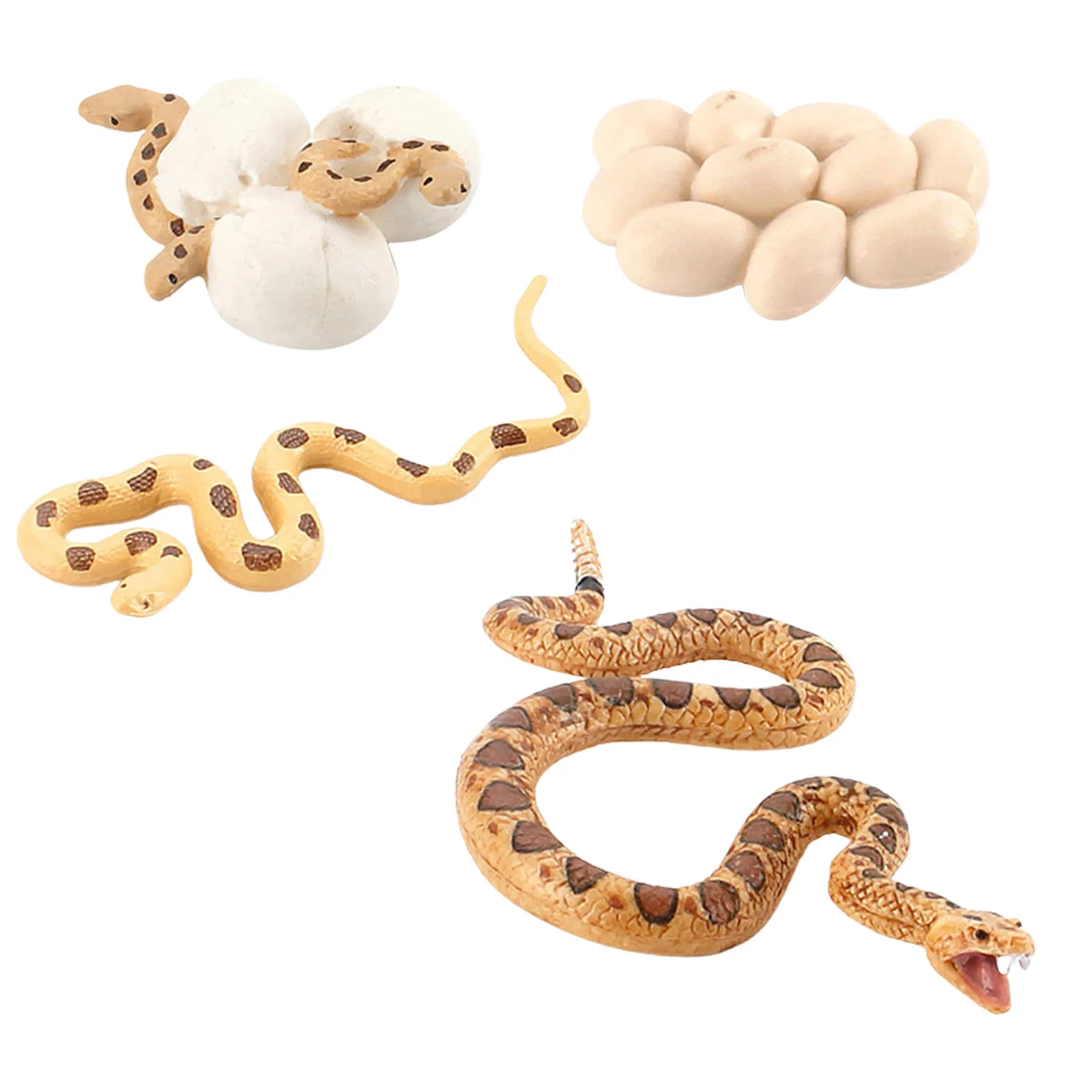 

Life Cycle Figurines Biological Model Toy Snake Model Figure Children Learning Teaching Aids Including Snake Eggs Hatching Snake