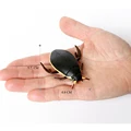 Beetle