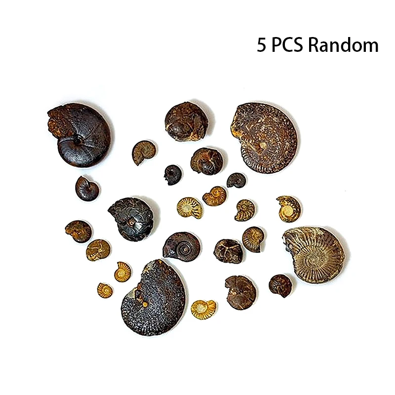 5Pcs Marine Life Fossils Ancient Raw Stones Cephalopoda Specimen Collection Decorations
