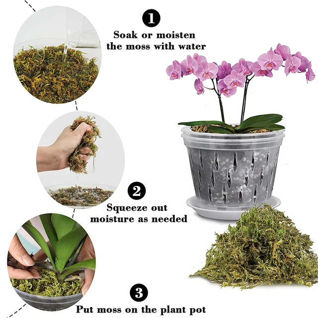 Sphagnum Moha 500 G Szárított Erdei Cserepes Keverék Növényekhez Természetes Húsevő Növény A Hüllőkhez Terrárium Dekorációhoz - Image 6