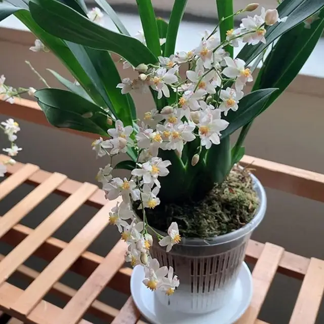 Meshpot-Pots d'orchidées en plastique transparent, jardinières de fleurs, bassin respirant, contrôle des racines, pot de bureau transparent 4