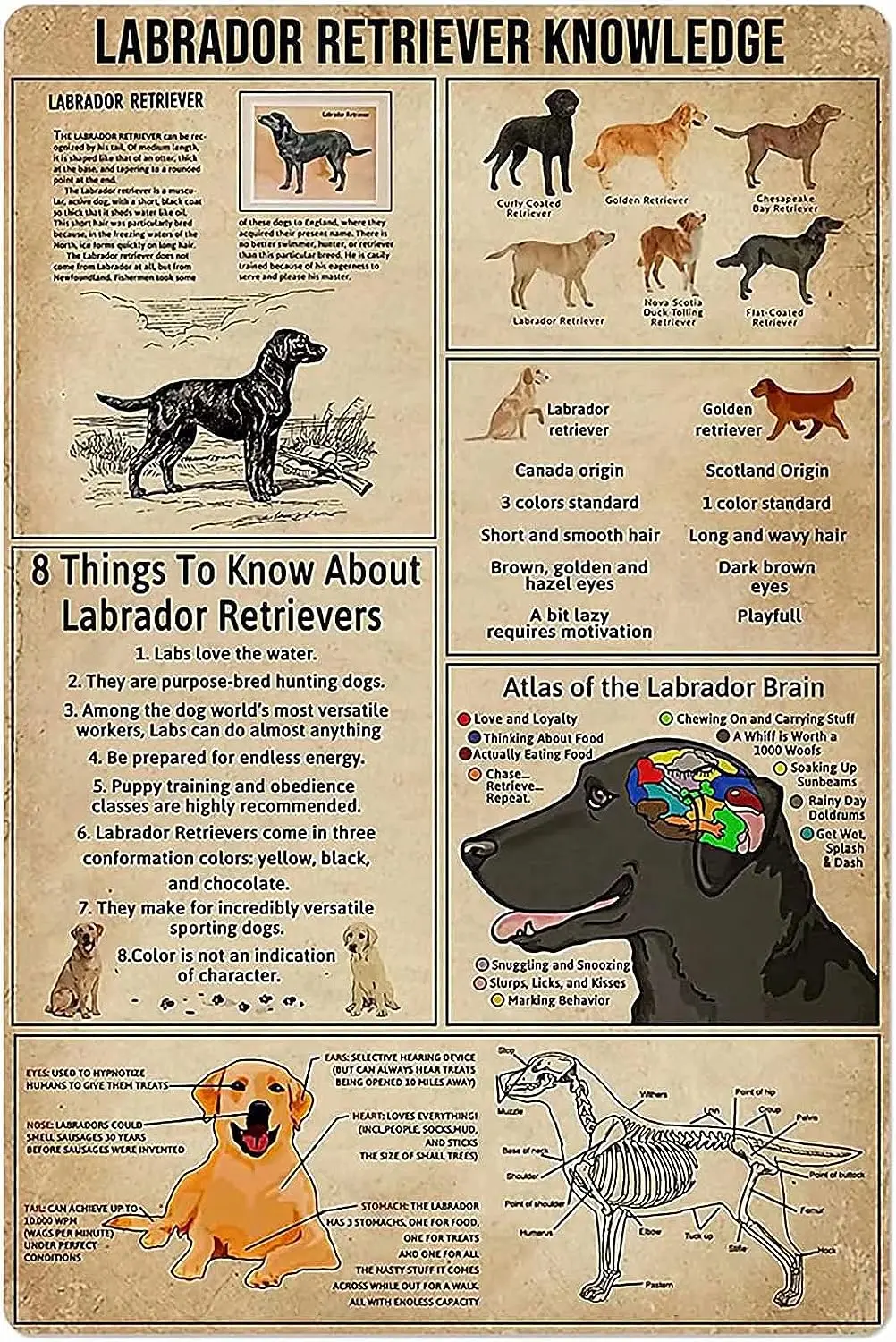 Retro Labrador Retriever Knowledge Metal Tin Sign Vintage Coffee Wall Coffee Bar Home Decor Tin Sign Decorazione Della Parete Classics