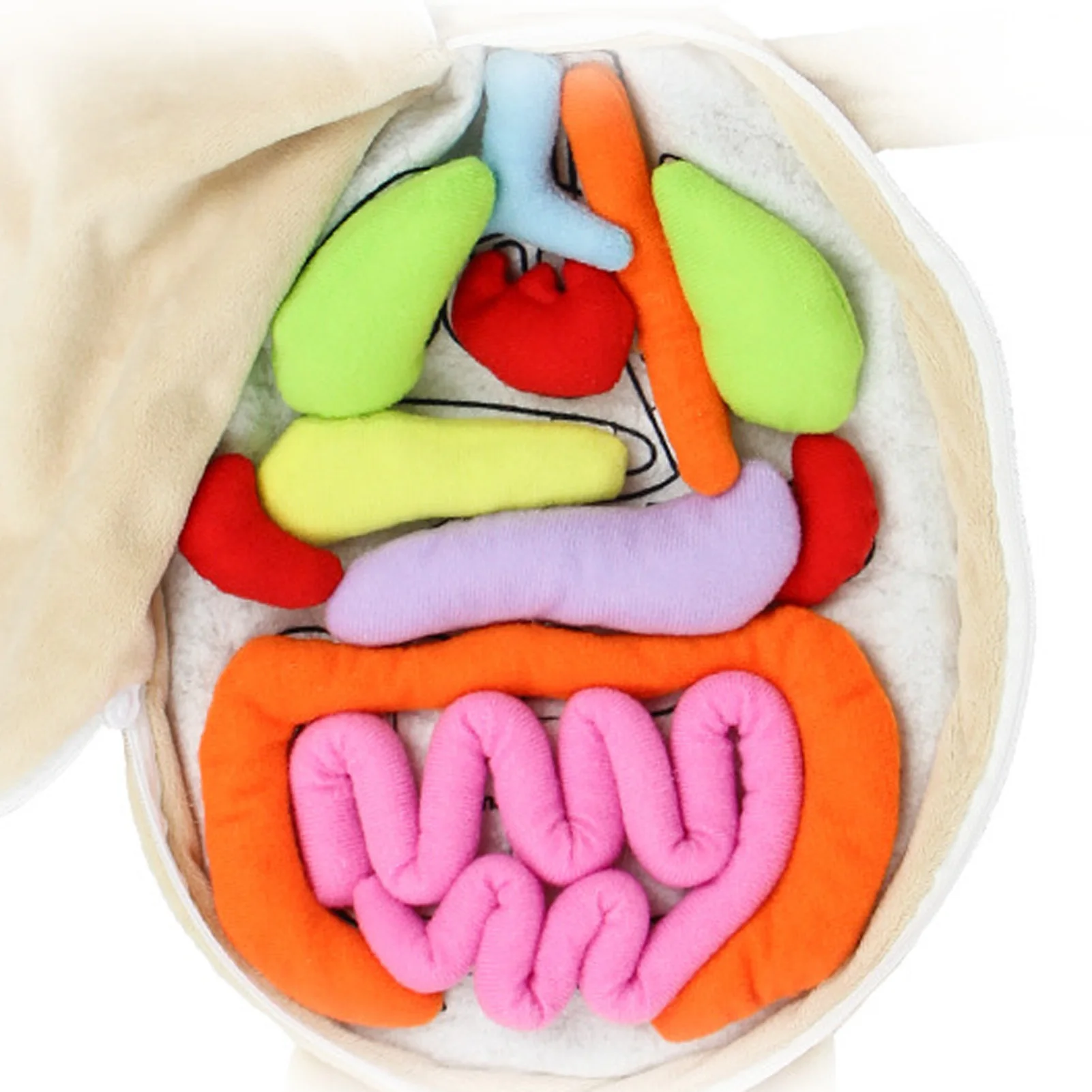 Kid Montessori Toys 3D Puzzle Human Body Anatomy Doll Body Organ Teaching Aids Science Learning Kits Children's Birthday Gifts 2