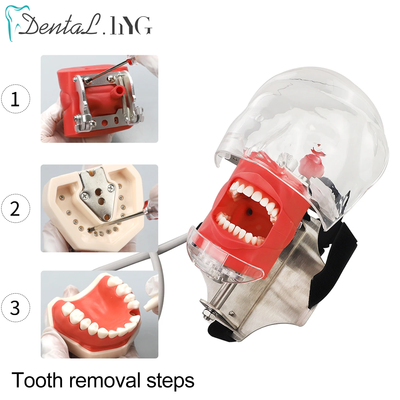 歯科用ファントムヘッドモデル、歯科用シミュレーターファントムヘッドトレーニング付き/歯モデル、トレーニング用歯科教育マネキン歯科歯模型 歯科用ファントムヘッド 歯科用シミュレーターユニット ヘッドモデル