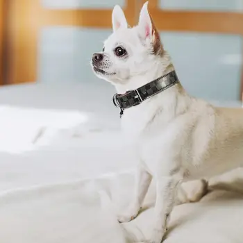 1 Piece Leather Dog Collars Adjustable Pet Dog Collars Neck Strap Soft Pet Dogs Small Medium Large Dogs Training Pet Accessories 4