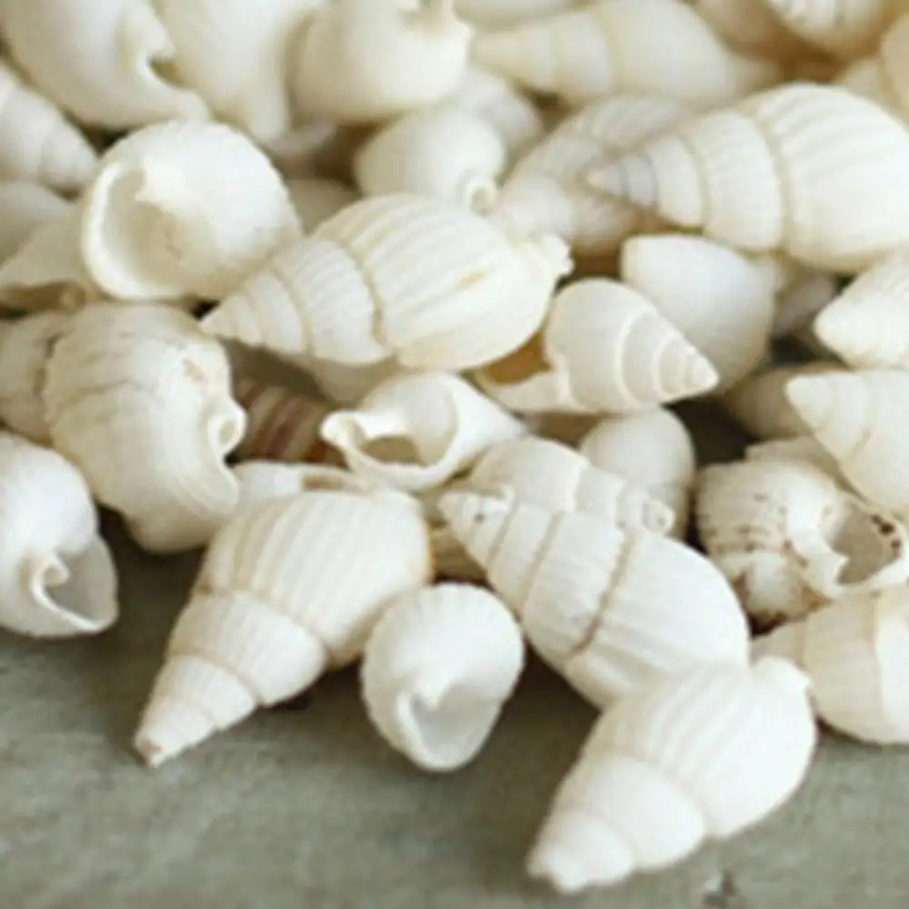 100 Pieces White DIY Sea Shell Small Beautiful Top Rare Real Sea Shell  Conches Xmas Gift Beach Jewelry Accessories for Women