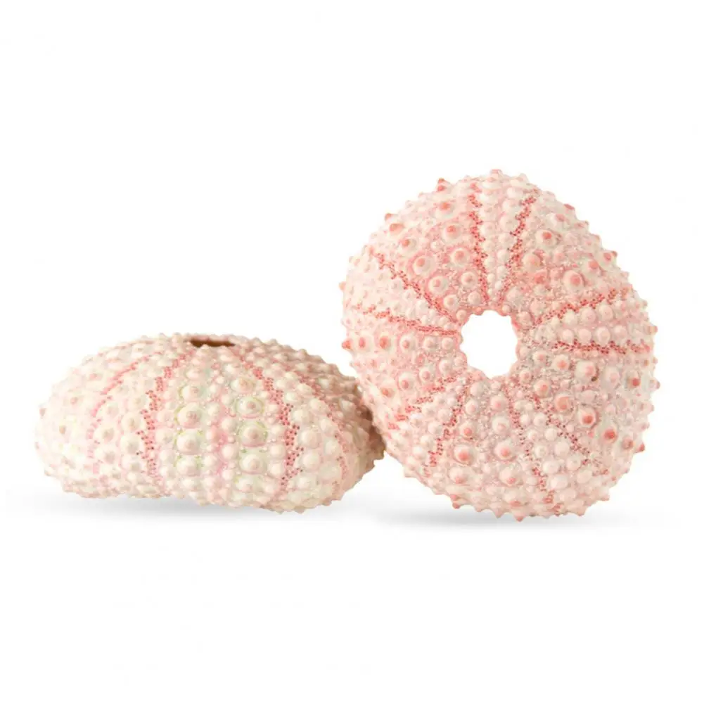 5cm-6cm Sea Shell Conch Ornament DIY Home Decoration Birthday Gift Air Shells Beach Urchins Succulent Aquarium Fish Tank Decor natural shell ornaments resin starfish ornaments